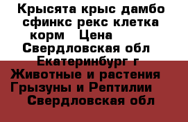 Крысята крыс дамбо сфинкс рекс клетка корм › Цена ­ 250 - Свердловская обл., Екатеринбург г. Животные и растения » Грызуны и Рептилии   . Свердловская обл.